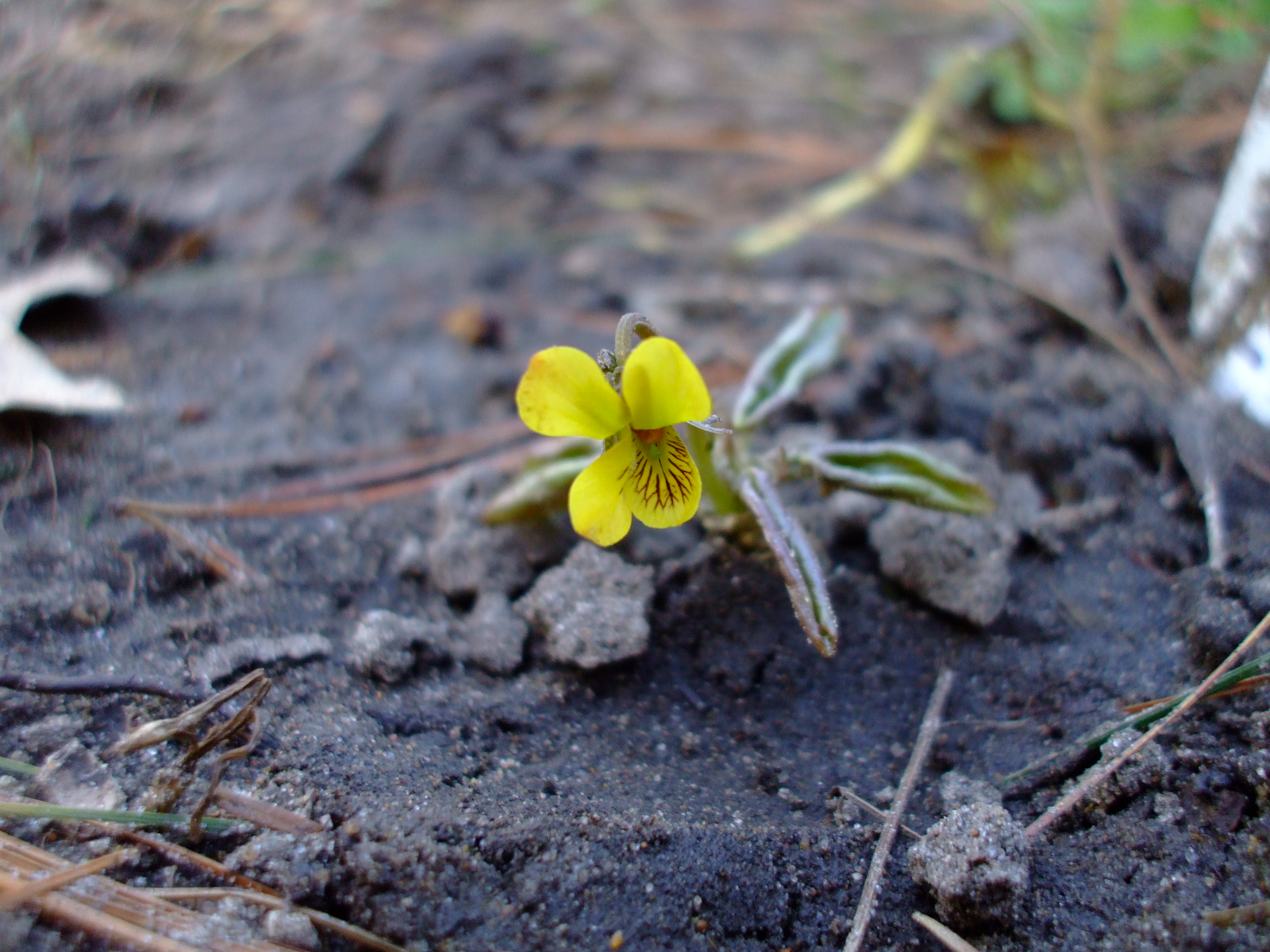 Viola rotundifolia